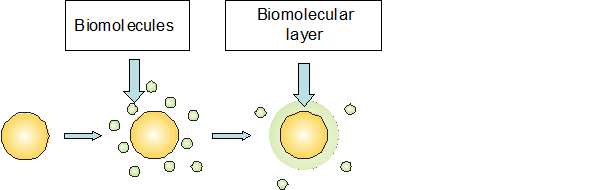 The adsorption of biomolecules onto gold nanoparticles and the formation of biomolecular layer